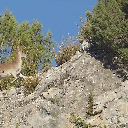 Aliagas Rurales